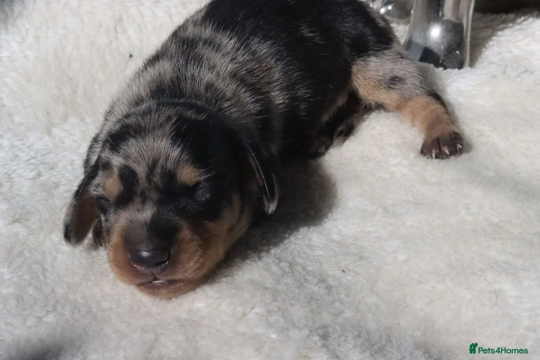 Miniature Dachshund dogs for sale: Miniature Dachshund Puppies - Advert 21