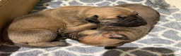Boerboel dogs for sale: Stunning litter arrived- waitlist open - Advert 9