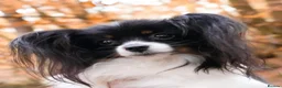 Papillon dogs for sale: HEALTH TESTED Papillon & Phalene  - Advert 23
