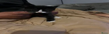 Mixed Breed Kitten 4
