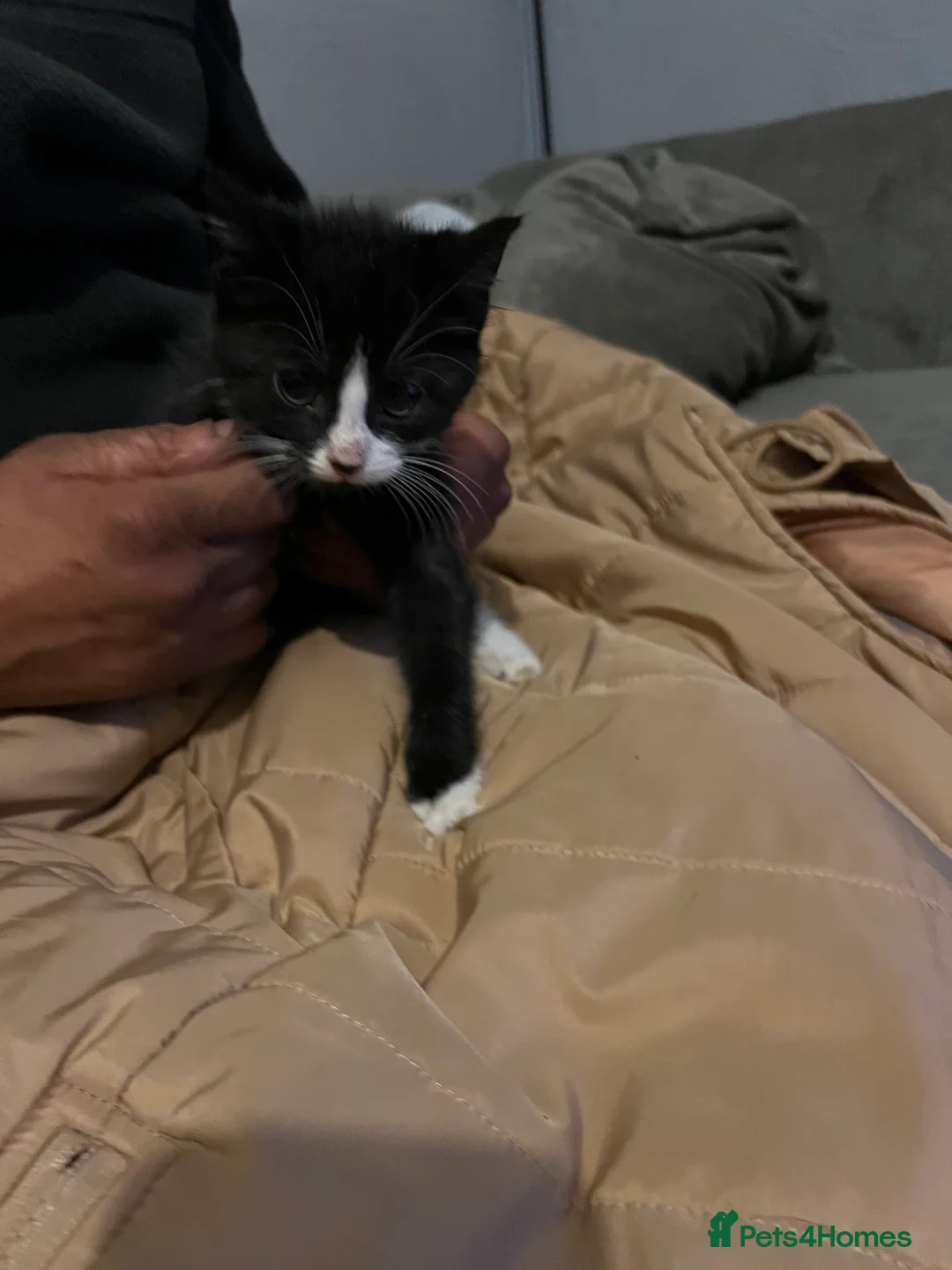 Mixed Breed cats for sale: Beautiful kittens for sale - Advert 2