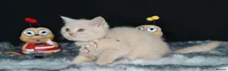 British Longhair cats for sale: Register Golden British Longhair/Shorthaired  - Advert 18