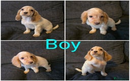 Cocker Spaniel dogs for sale: READY NOW working cocker spaniel pups - Image 4