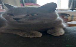 British Shorthair cats for sale: Beautiful pedigree british shorthair kittens - Image 10