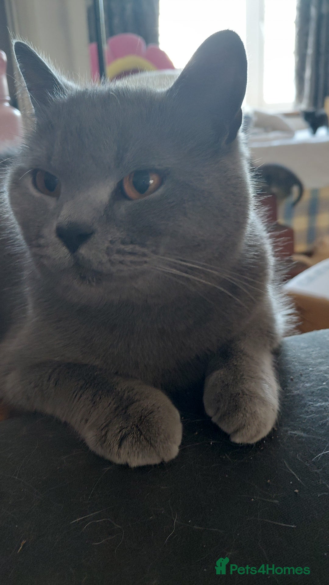 British Shorthair cats for sale: Beautiful pedigree british shorthair kittens - Image 10