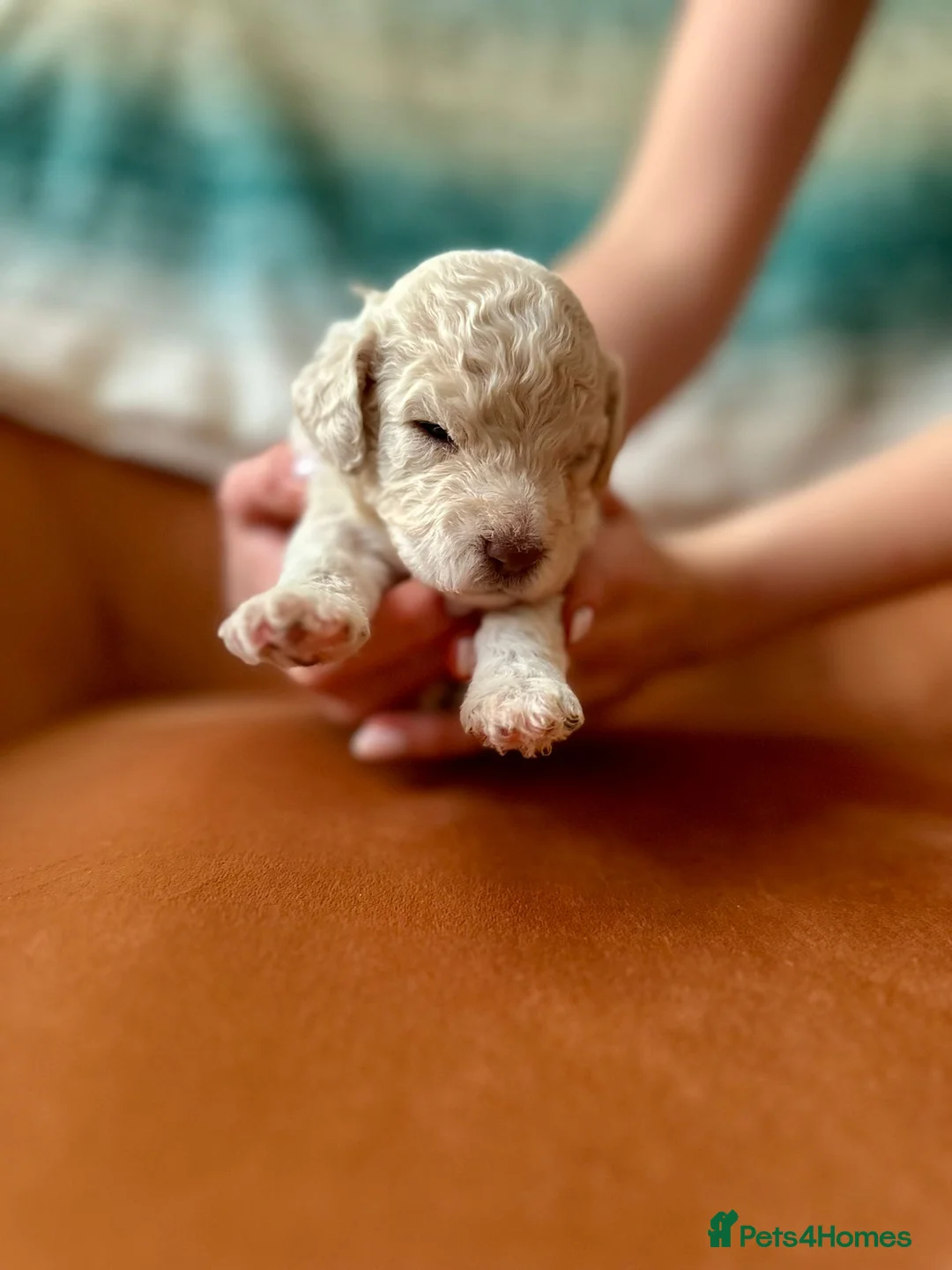 Lagotto Romagnolo dogs for sale: Lagotto Romagnolo Puppies  - Advert 3