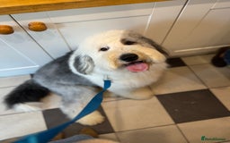 Old English Sheepdog dogs for stud: Handsome herbie for stud 🐾 - Advert 8