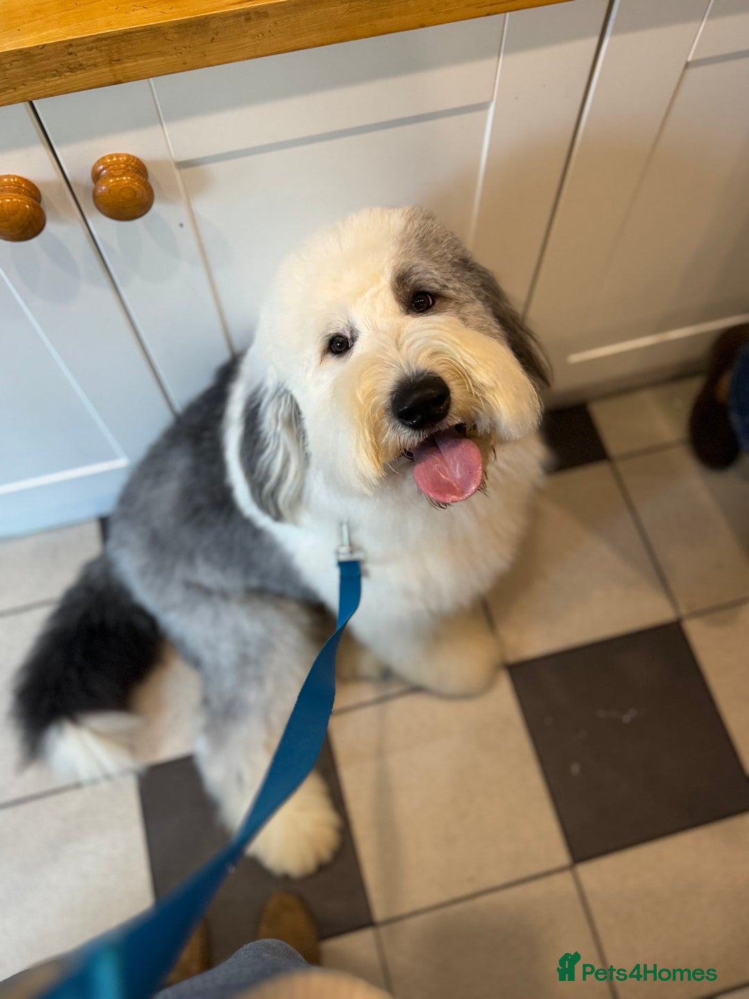 Old English Sheepdog dogs for stud: Handsome herbie for stud 🐾 - Advert 8
