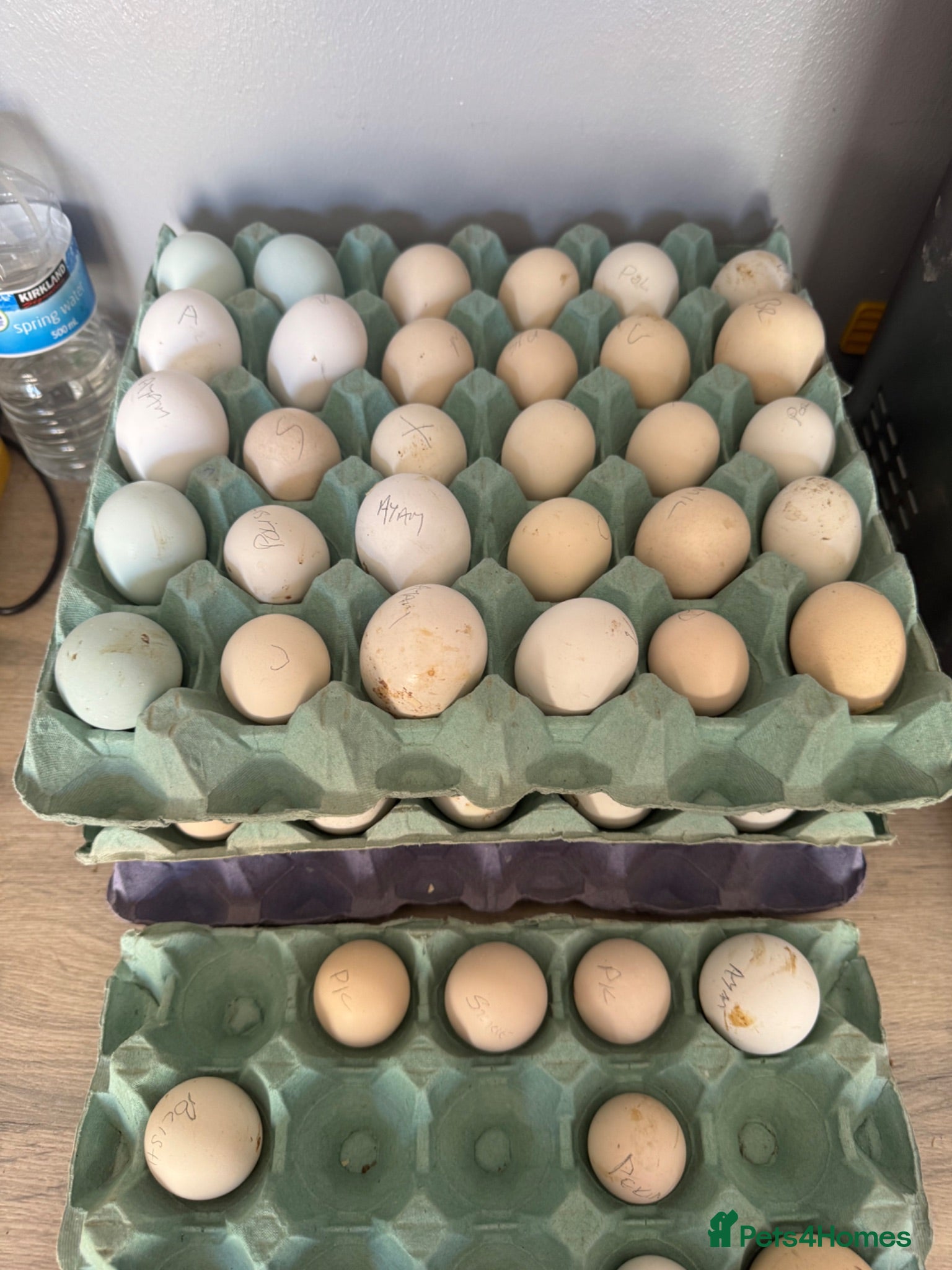 Chickens poultry Fertile hatching eggs  - Advert 6
