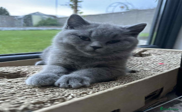 British Shorthair cats - Advert 5