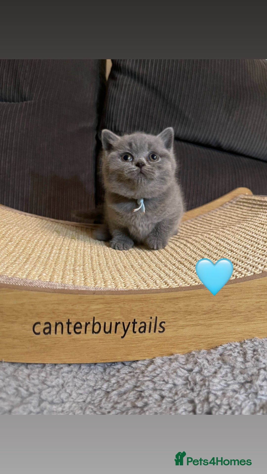 British Shorthair cats for sale: 1 Remaining Superior BSH Kittens GCCF Reg  - Advert 8