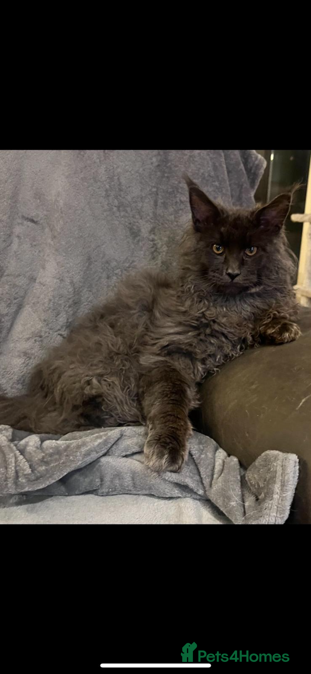 Maine Coon cats for sale: Beautiful Mainecoons blue smoke and black smoke  - Advert 7