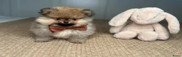 Pomeranian dogs for sale: KC Pomeranians tiny little bears 🐻 Ready Now  - Advert 3