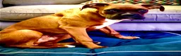 Boxer dogs for sale: Boxer puppy for sale in Leeds - Advert 2