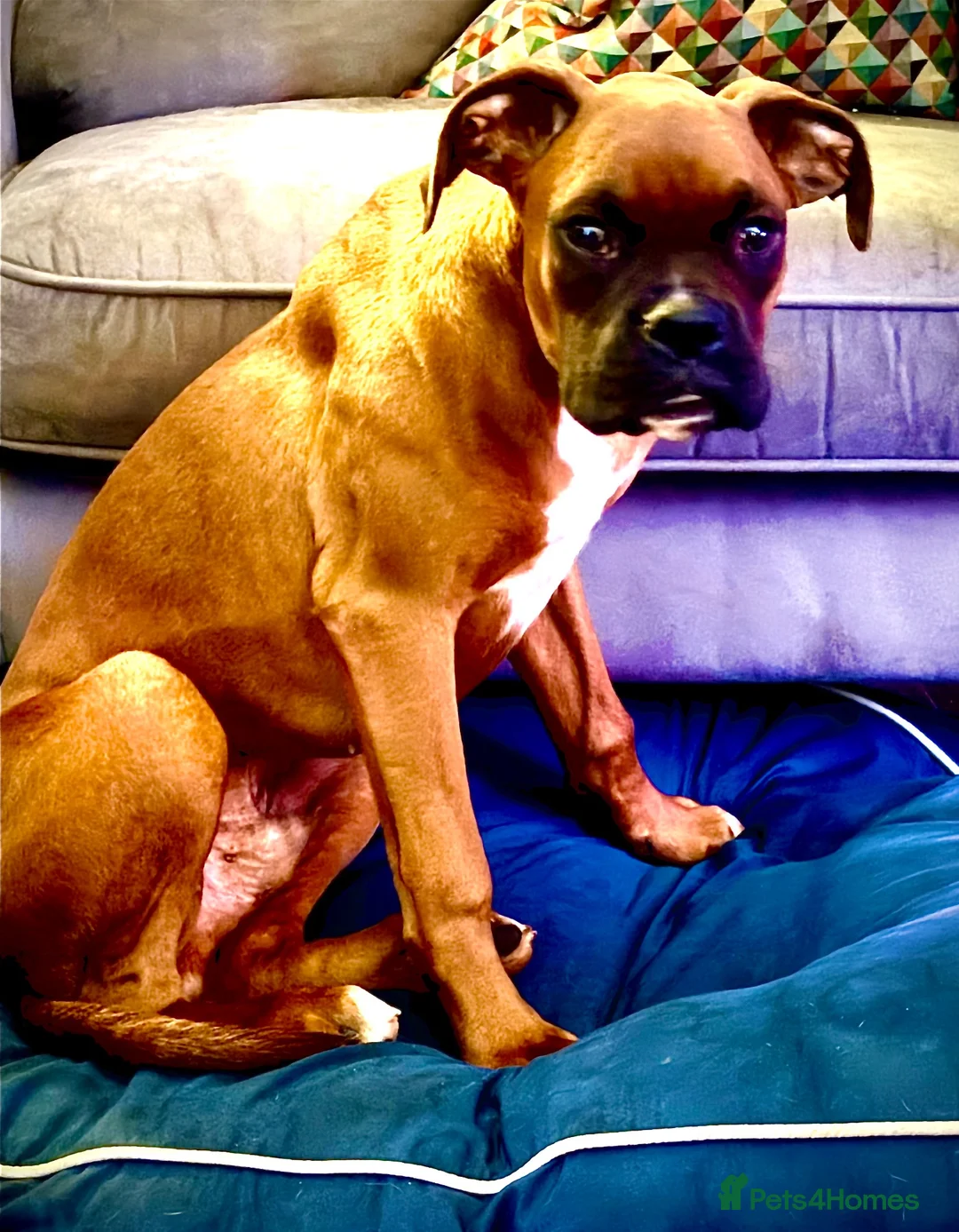 Boxer dogs for sale: Boxer puppy for sale in Leeds - Advert 2