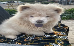 Chow Chow dogs for sale: Beautiful blue eyed cream chow gentle friendly  - Image 5