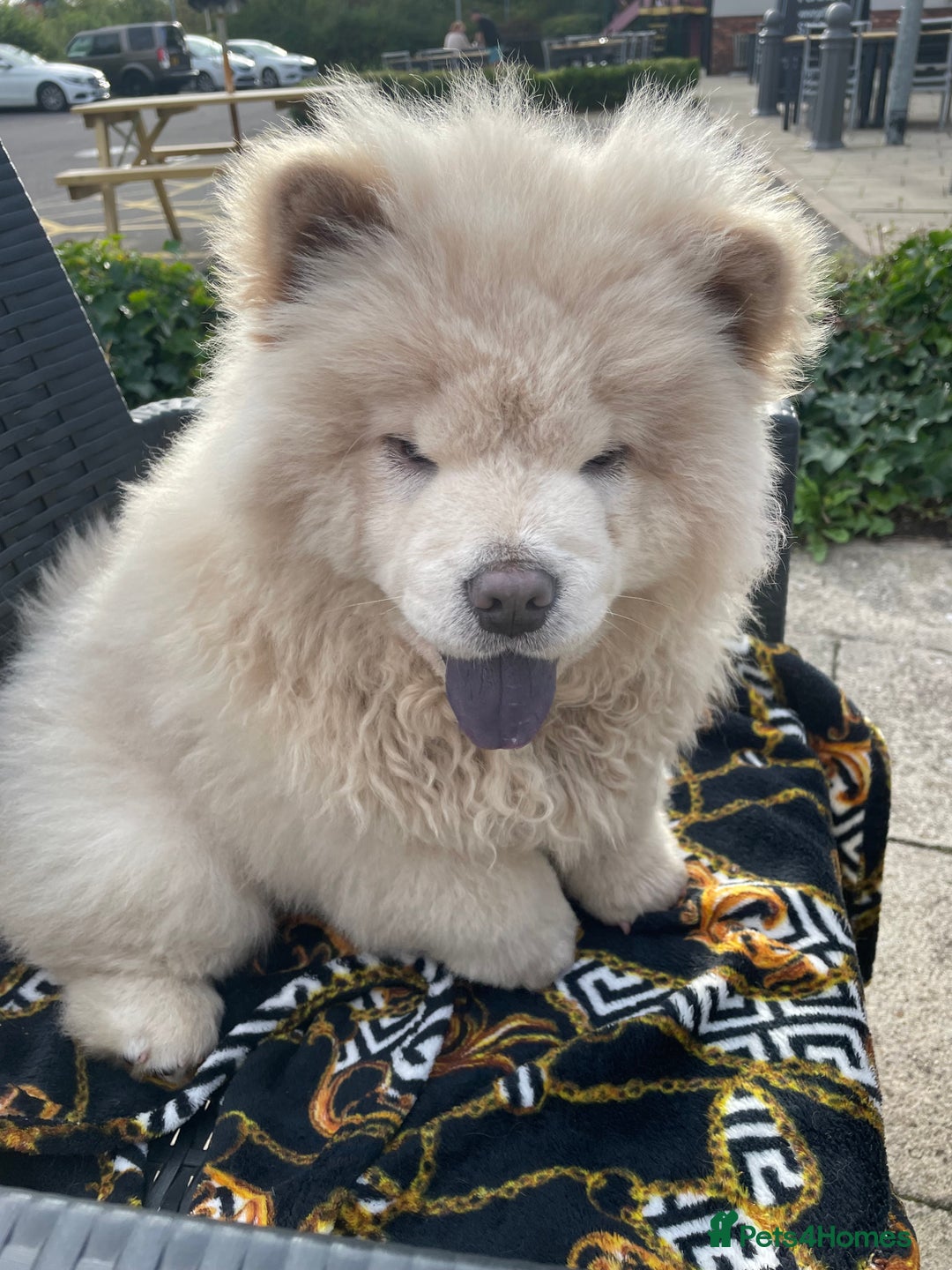 Chow Chow dogs for sale: Beautiful blue eyed cream chow gentle friendly  - Image 5