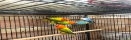 Lovebirds birds for sale: Lovebirds - Advert 3