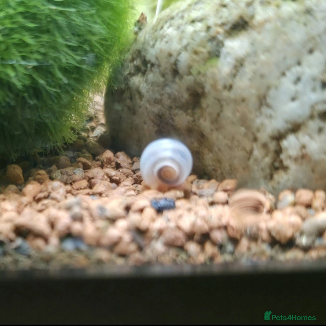 Snails invertebrates for sale: Baby ramshorn snails  in Bury Saint Edmunds - Advert 2