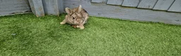 Mixed Breed rabbits for sale:  Gorgeous Bunnies for Sale 5 Male and 1 female. - Advert 16