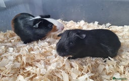 Guinea Pig rodents for sale: Baby Male Guinea Pigs  - Image 3