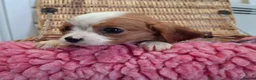 Cavalier King Charles Spaniel dogs for sale: Cavalier king charles pups - Advert 8