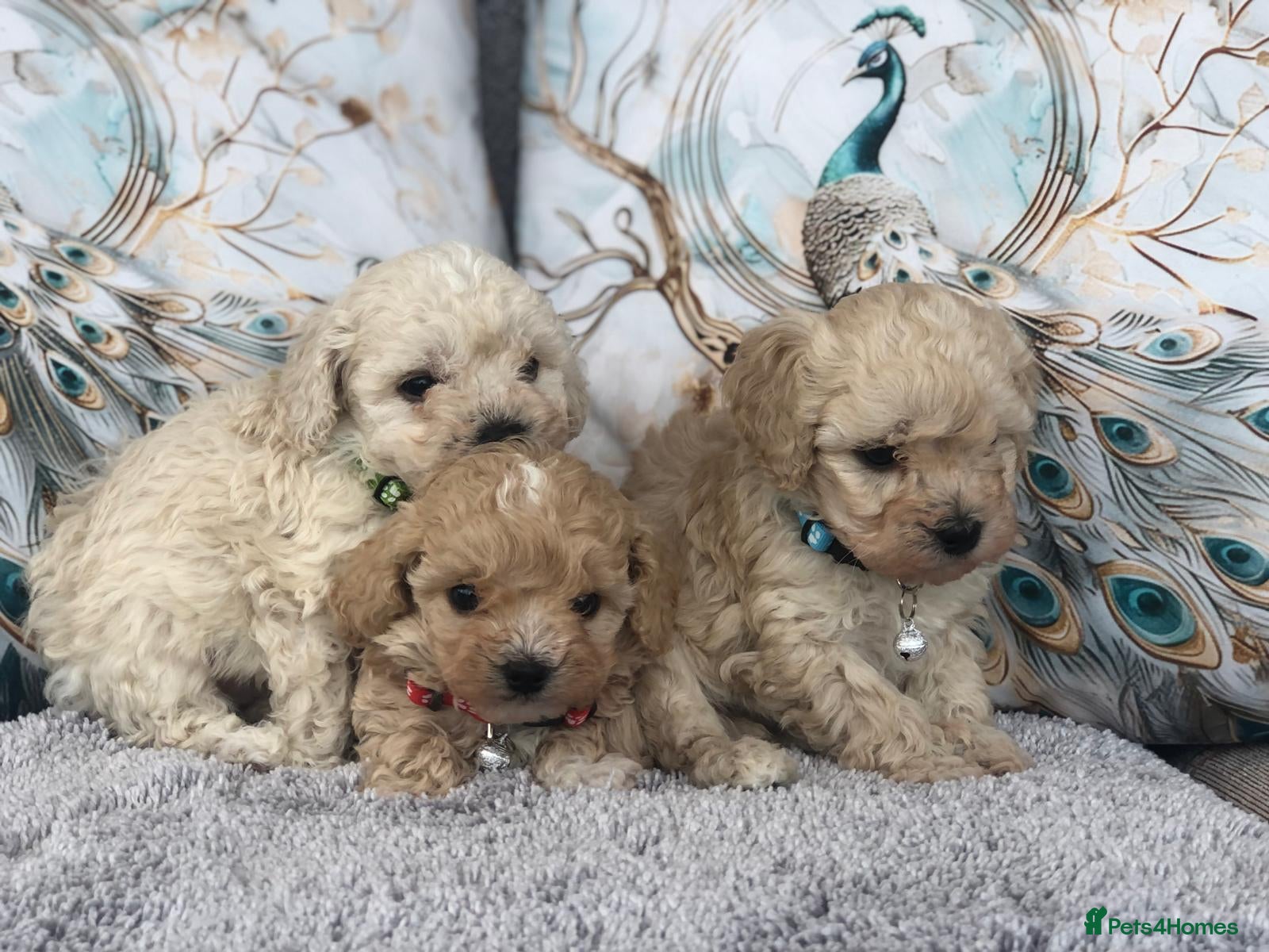 Maltipoo dogs 2x CHAMPION BLOODLINE MALTIPOO PUPPYS - Advert 2