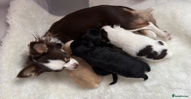 Chihuahua dogs Long Haired Applehead Chihuahua puppies - Advert 16