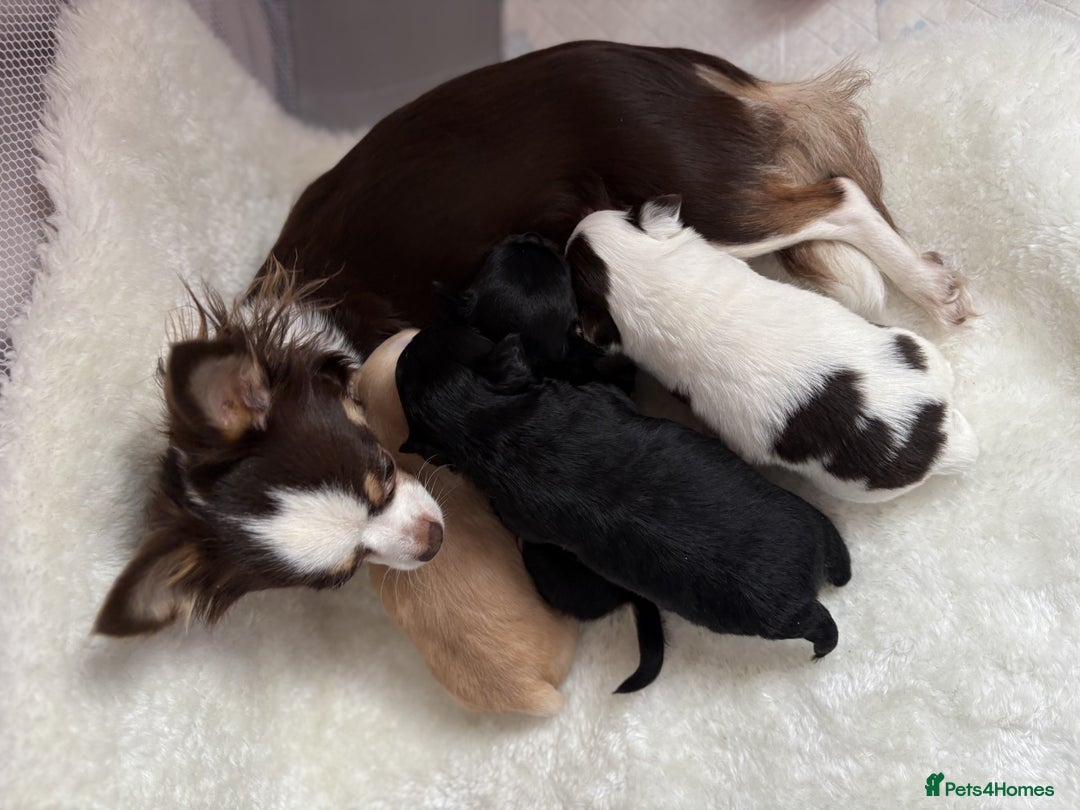 Chihuahua dogs for sale: Long Haired Applehead puppies - Advert 2