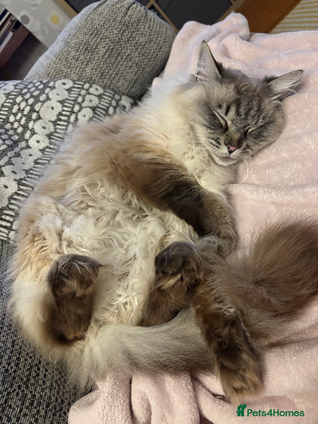 Ragdoll cats for sale: 5 yr old male Ragdoll cat for rehoming - Advert 2