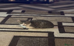 Mixed Breed cats for sale: Mixed bengal and tabby female cat.  - Image 1