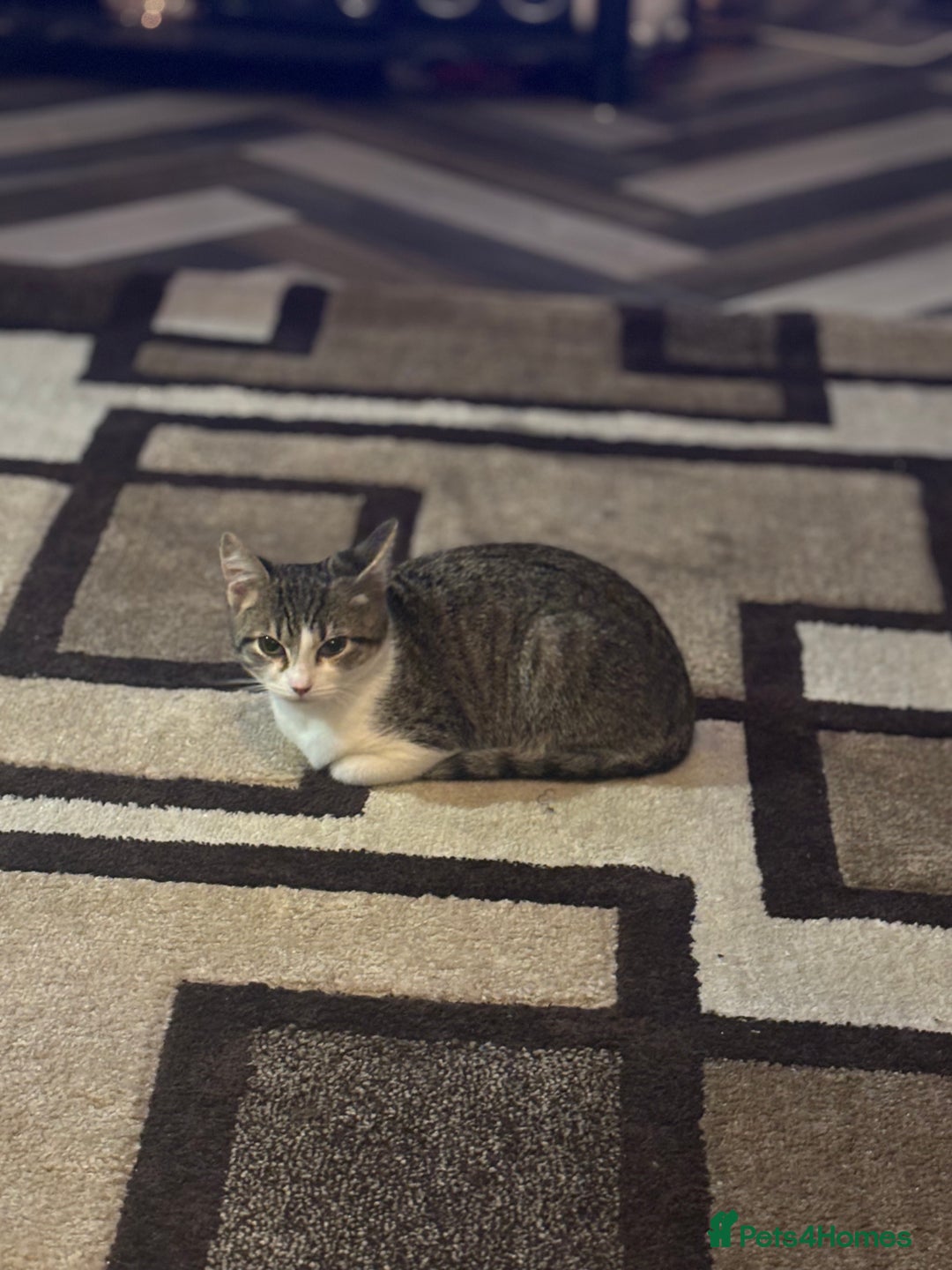 Mixed Breed cats for sale: Mixed bengal and tabby female cat.  - Image 1