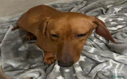 Dachshund dogs for sale: Gorgeous dachshund puppies  - Image 11