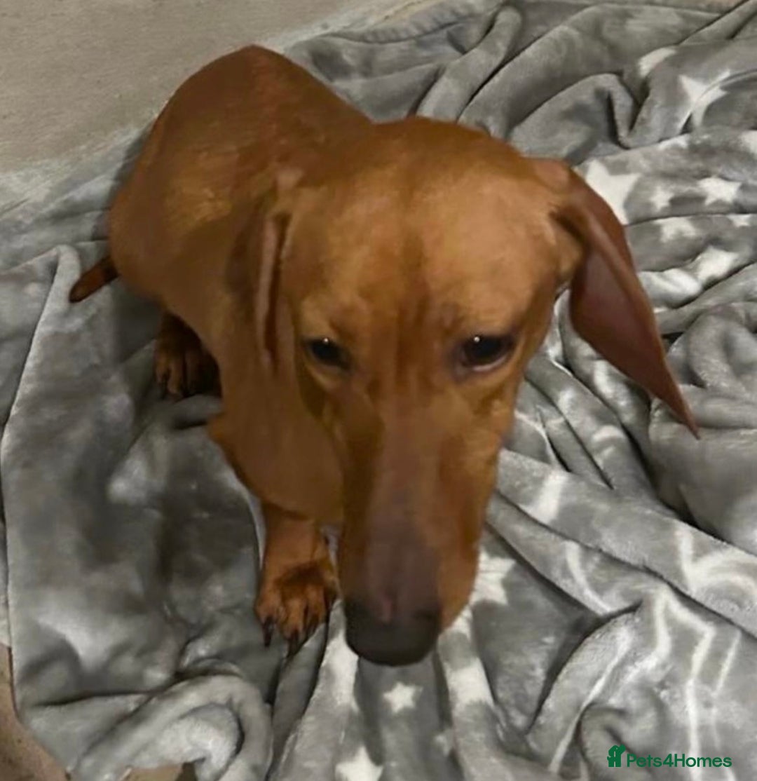 Dachshund dogs for sale: Gorgeous dachshund puppies  - Image 11