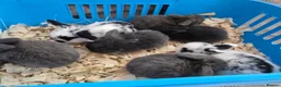Mini Lop rabbits for sale: Beautiful Lop Bunnies Looking for Homes - Advert 9