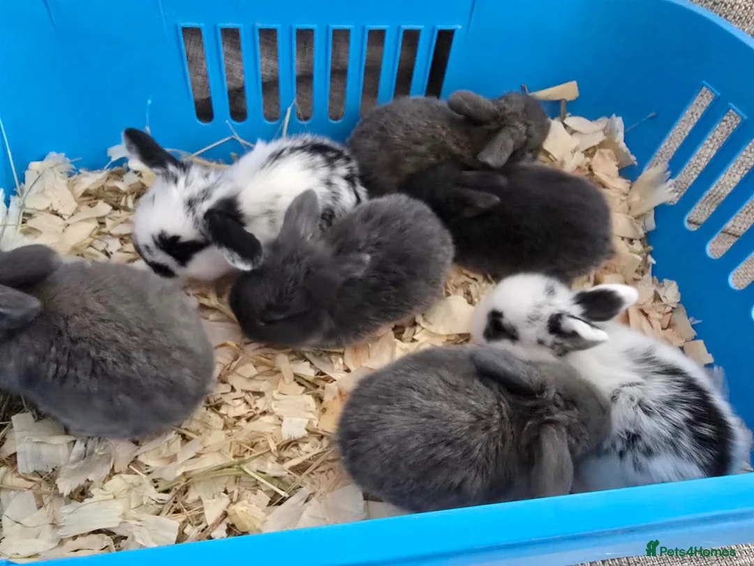 Mini Lop rabbits for sale: Beautiful Lop Bunnies Looking for Homes - Advert 9