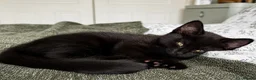 American Shorthair cats for sale: 2 Beautiful Mixed American Shorthair Kittens in Nottingham - Advert 3