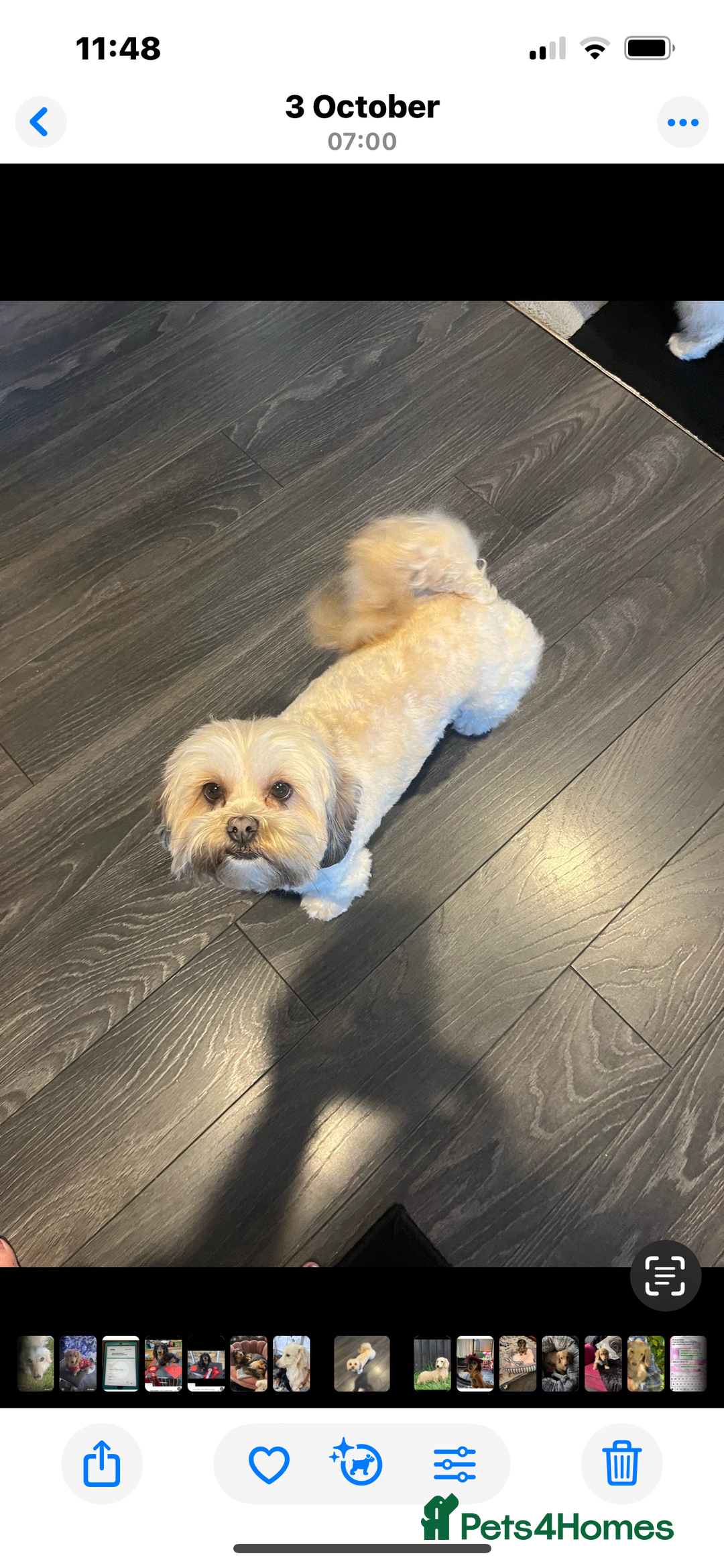 Mixed Breed dogs for sale: Amazing Shweenie girl - Advert 4