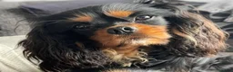Cavalier King Charles Spaniel dogs for stud: ❤️‍🔥 HUGO ❤️‍🔥 KC Health tested dog for Stud.  - Advert 6