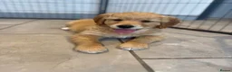 Golden Retriever dogs for sale: 1 Gorgeous Golden Retriever  Health Tested  - Advert 5