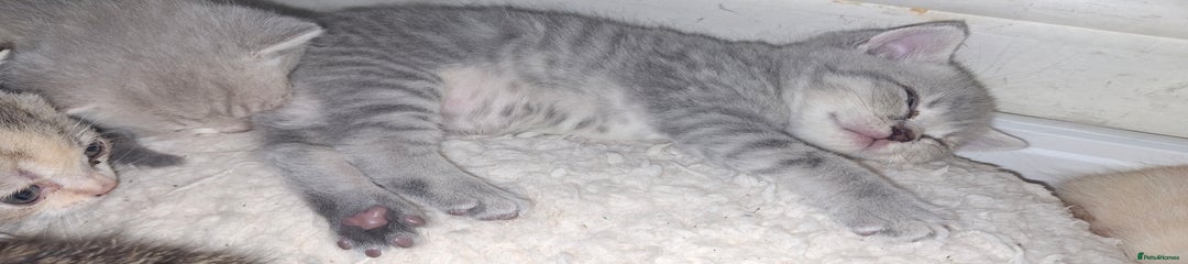British Shorthair Kitten 5