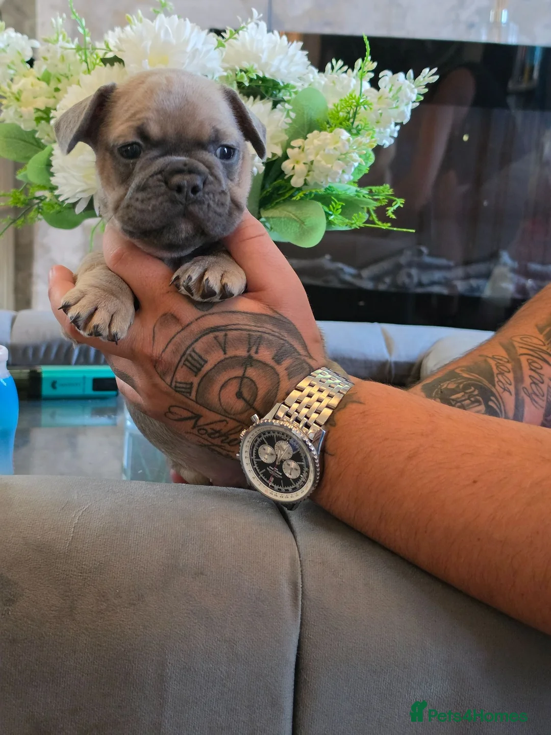 French Bulldog dogs for sale: KC reg Frenchbulldogs😍❤️ - Advert 2