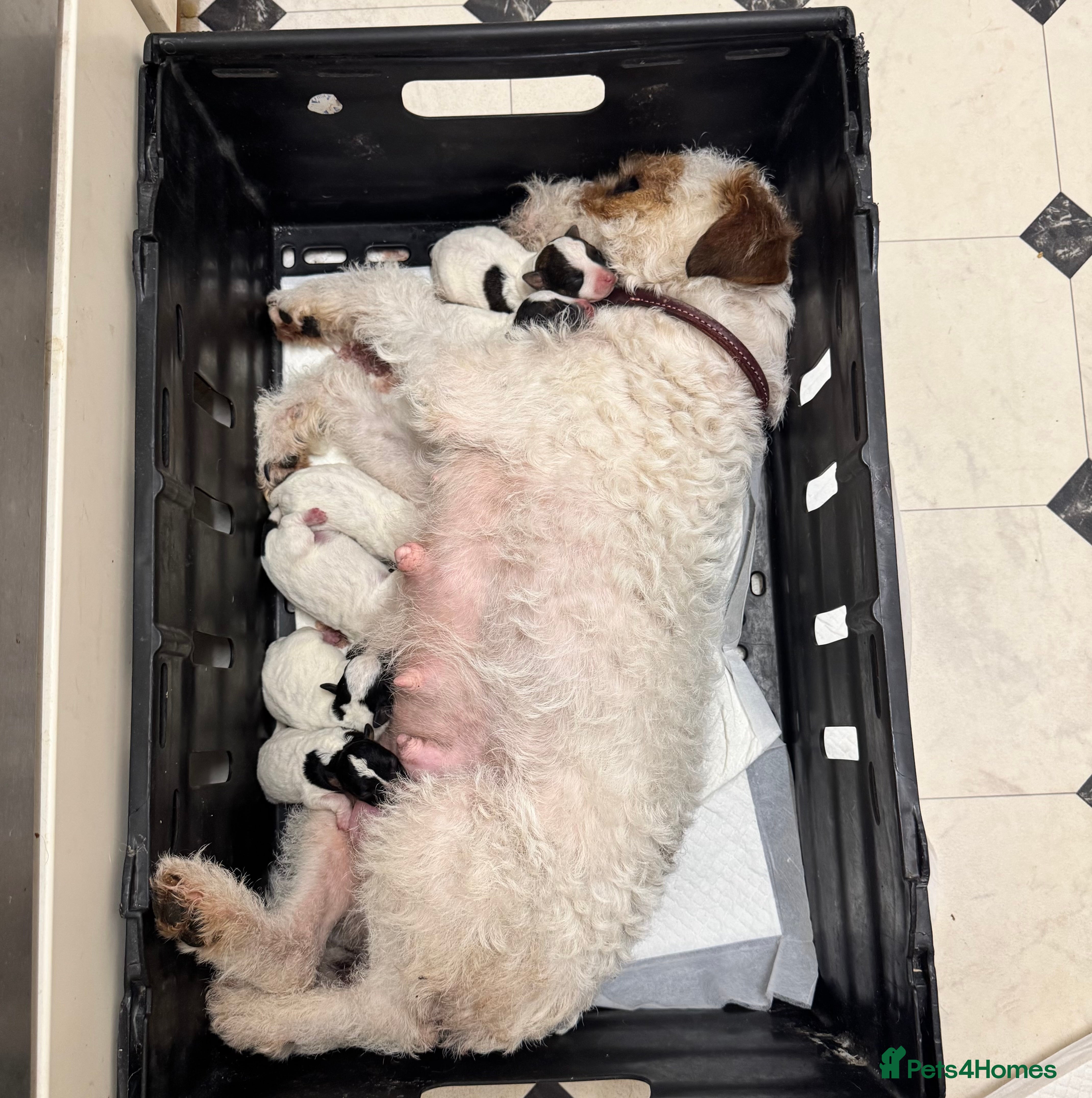 Parson Russell dogs Tricolour Paraon Russell pups - Advert 4