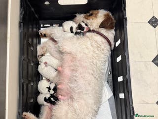 Parson Russell dogs Tricolour Paraon Russell pups - Advert 4