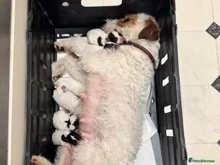 Parson Russell dogs Tricolour Paraon Russell pups - Advert 8