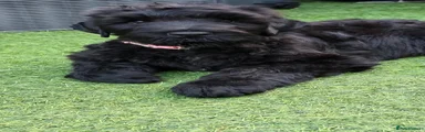 Russian Black Terrier 4