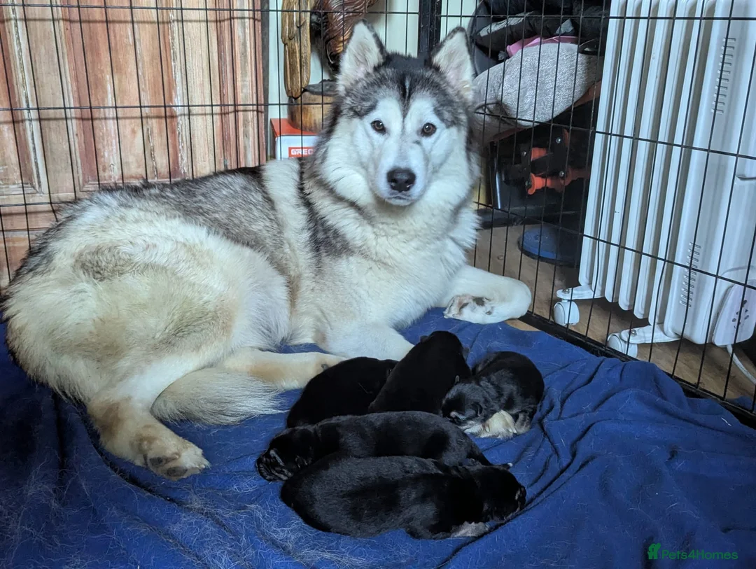 Mixed Breed dogs for sale: Alaskan Malamute x German Sheperd Puppies - Advert 5