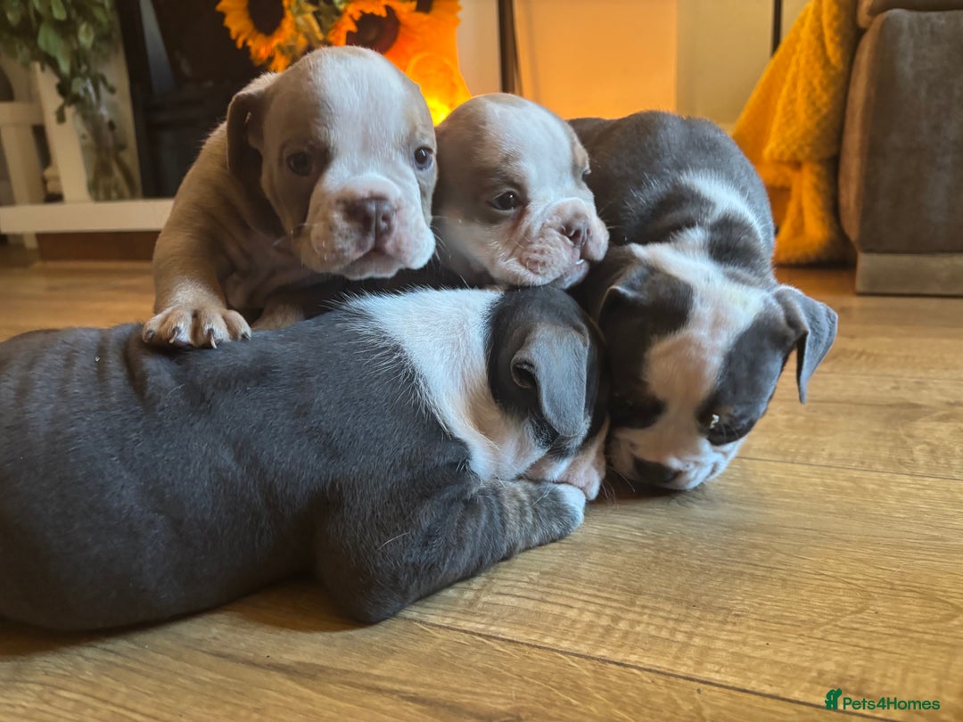 Olde English Bulldogge dogs for sale: Olde English bulldogs puppies  - Image 35