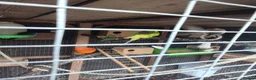 Mixed Breed birds for sale: Birds  - Advert 12