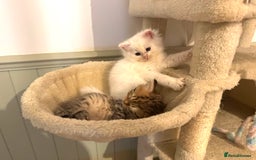 Siberian cats for sale: Pure White Siberian Boy - Image 4